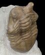 Nice Asaphus Punctatus Trilobite - Russia #31300-3
